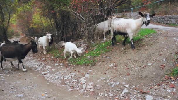 Cabras caminando por el bosque rural en las montañas comiendo hierba — Vídeo de stock