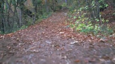 Orman bahar yapraklarıyla yol boyunca yürür, çam iğneleri dağ ağaçlarını ezer.