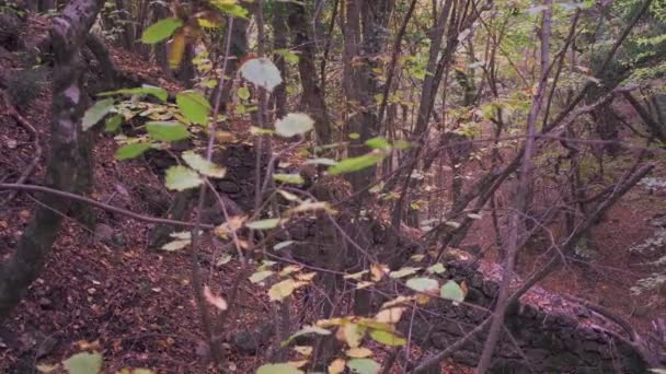 Floresta com folhas amarelas caindo ao lado de uma cerca de pedra — Vídeo de Stock