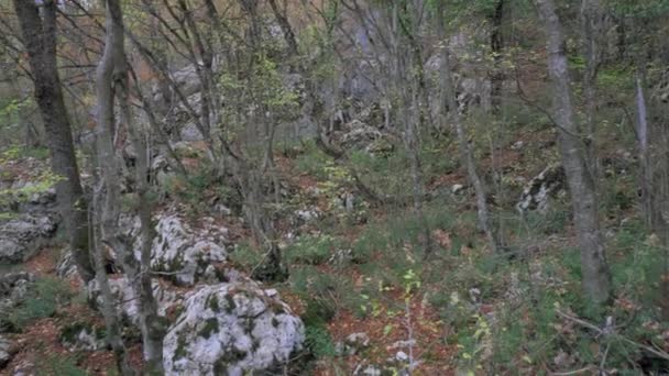 Pietre forestali ricoperte di muschio verde tra alberi e foglie gialle — Video Stock