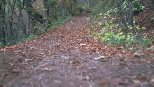 Orman bahar yapraklarıyla yol boyunca yürür, çam iğneleri dağ ağaçlarını ezer. — Stok video