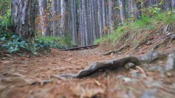 Floresta passeio ao longo da trilha com folhas de primavera, agulhas de pinho relict árvores de montanha e — Vídeo de Stock