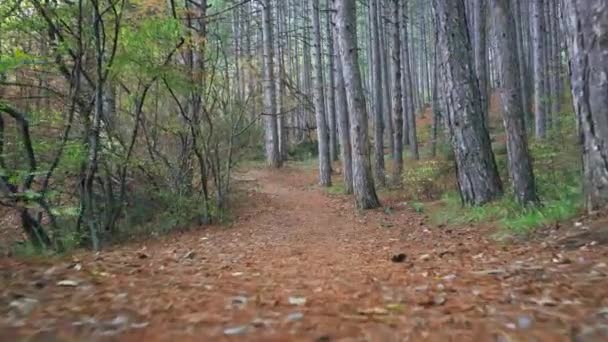 Floresta passeio ao longo da trilha com folhas de primavera, agulhas de pinho relict árvores raízes r — Vídeo de Stock