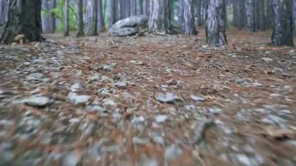Bos wandeling langs pad met lente bladeren, dennennaalden relict bomen steen — Stockvideo