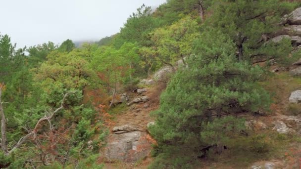 Bomen en struiken groeien op de rots. Mist in het bergwoud x — Stockvideo