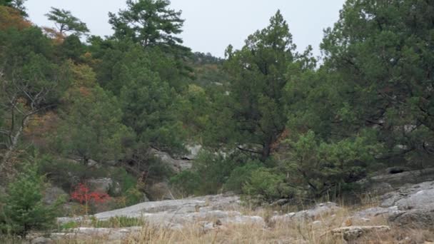 Alberi e cespugli che crescono sulla roccia. Nebbia nella foresta di montagna z — Video Stock