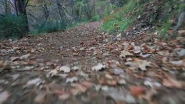 Orman bahar yapraklarıyla yürür, çam iğneleri dağ ağaçlarını ezer.