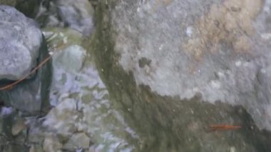 Sonbahar doğasında taşların arasından akan berrak suyla birlikte dağ deresi