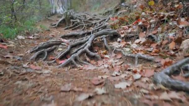 Orman bahar yapraklarıyla yol boyunca yürür, çam iğneleri ağaçların kökünü kurutur. — Stok video