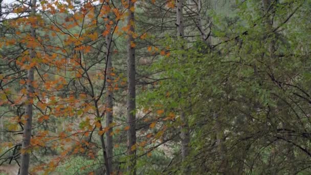 Sentiero forestale con vista sulla foresta di conifere con foglie gialle e montagna — Video Stock