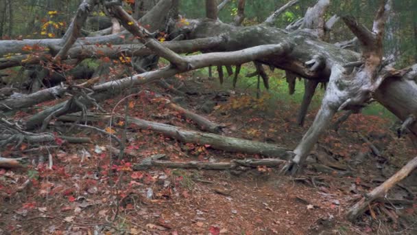 Un albero secco caduto in una foresta solitaria che sembra un intoppo — Video Stock