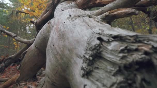 Sebuah pohon jatuh layu dengan cabang patah terlihat seperti halangan busuk — Stok Video