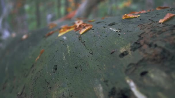 Et stort væltet tørt træ med knækkede grene, der ligner en rådden hage – Stock-video