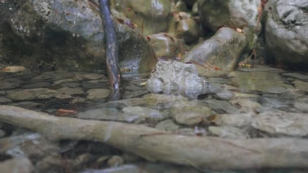 Corriente de montaña con agua clara que fluye a través de piedras en otoño naturaleza g — Vídeo de stock