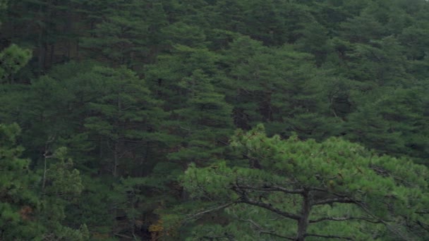 산위에서 있는 안개 속에 자리잡고 있는 릴 릭 가을 침엽수림 — 비디오