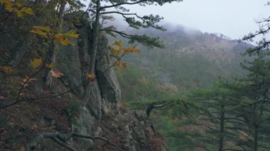 Kayaların üzerinde duran ağaçlar ve çalılar. Dağ ormanında sis.