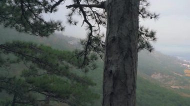 Sonbahar ormanında sisli bir uçurumun yamacındaki kozalaklı ağaçlar.