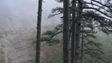 Uçurumun yamacındaki kozalaklı ağaçlar sonbahar ormanlarında sisin içinde.