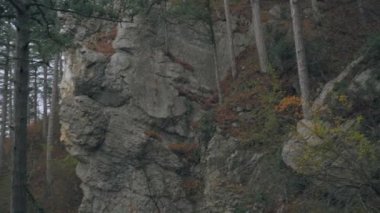 Uçurumun yamacındaki kozalaklı ağaçlar sonbahar ormanlarında sisli.