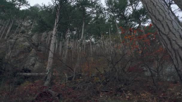 Relitti alberi e cespugli che crescono sulla roccia. Nebbia nella foresta montana. — Video Stock