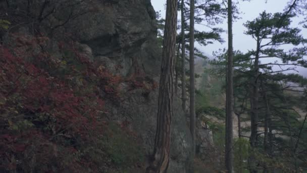 Relikte Bäume und Sträucher stehen auf dem Felsen. Nebel im Bergwald. — Stockvideo