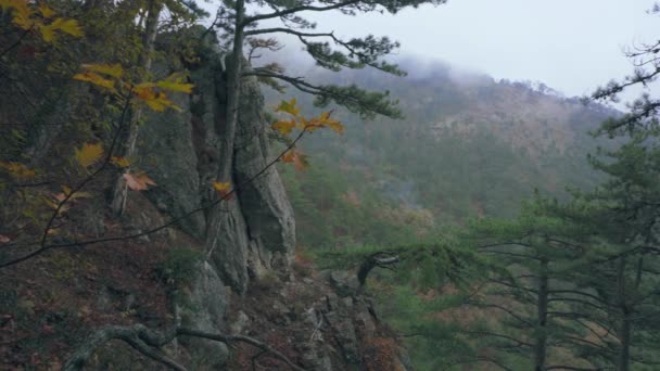 Relicto árboles y arbustos de pie sobre la roca. Niebla en bosque de montaña. — Vídeos de Stock