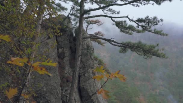 Relicto árboles y arbustos de pie en la roca. Niebla en bosque de montaña. — Vídeo de stock