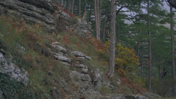 Árboles de coníferas en la ladera de un acantilado en el bosque de otoño en la niebla — Vídeos de Stock