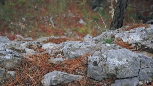 Paysage automne forêt de conifères de falaise avec aiguilles tombées bord dispersé — Video