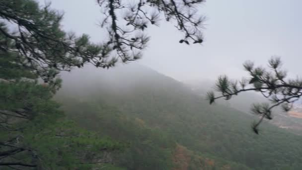 Alberi di conifere sul pendio di una rupe a picco nella foresta autunnale nella nebbia — Video Stock