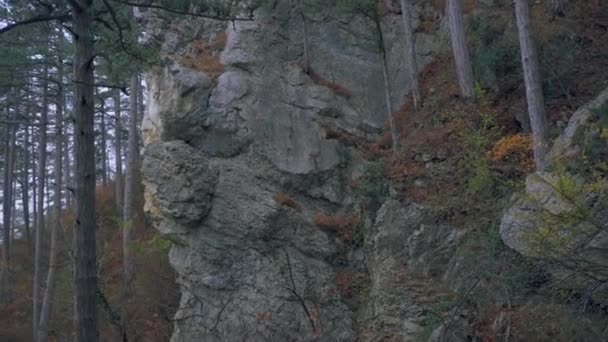 霧の中で秋の森の中の断崖絶壁の斜面に針葉樹。 — ストック動画