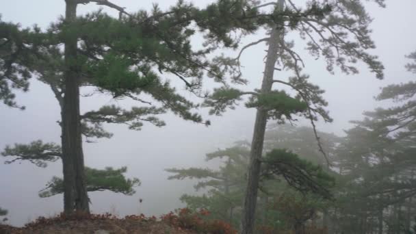 Nebbia nel relitto bosco di conifere su una parete di scogliera — Video Stock