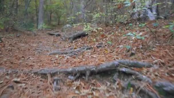 Promenade forestière le long du sentier aux feuilles printanières, aiguilles de pin reliques arbres racines d — Video