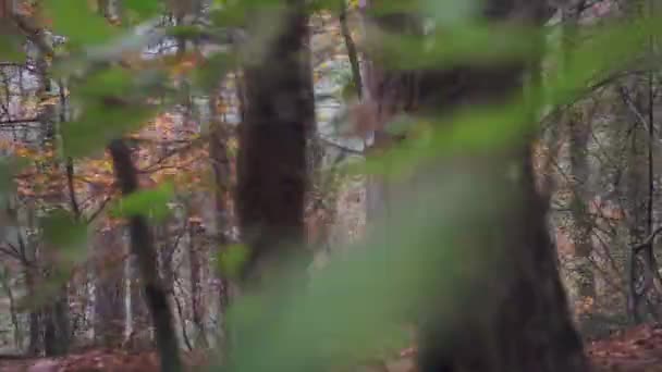 Sentiero forestale con vista sulla foresta di conifere con foglie gialle in autunno — Video Stock