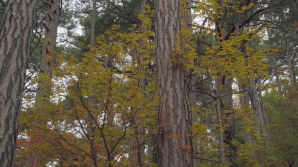 Sendero forestal con vistas al bosque viejo de coníferas con hojas amarillas y montaña — Vídeos de Stock