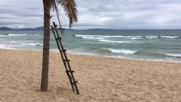 Palmer på stranden — Stockvideo