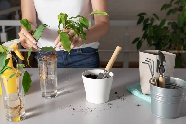 Woman planting houseplant sprouts in a white pot — Stock Image Woman planting houseplant sprouts in a white pot Stock Image