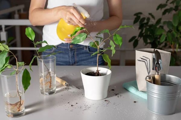 Woman sprays a houseplant with clean water — Stock Image Woman sprays a houseplant with clean water Royalty Free Stock Photos