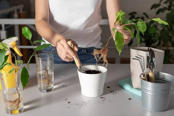 Woman planting a young houseplant in a white pot — Stock Image Woman planting a young houseplant in a white pot Royalty Free Stock Images