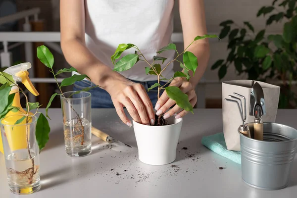 Woman planting a young houseplant in a white ceramic flowerpot — Stock Image Woman planting a young houseplant in a white ceramic flowerpot Royalty Free Stock Photos