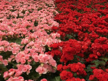 Bahçede doğal kırmızı güller ve pembe güller. 