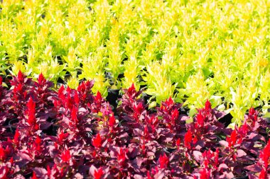 Bahçede kırmızı ve yeşil horoz tarağı.