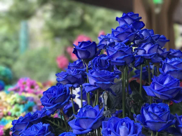Натуральный Букет Голубых Роз — стоковое фото
