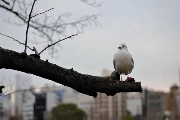 Біла Чайка Парку Уено Японія — стокове фото