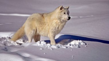 Karlı alanlarda kurt avı