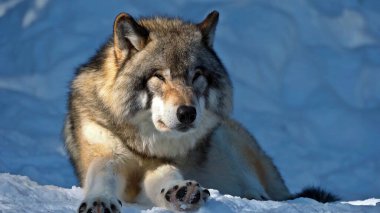 Kurt kışın karda dinleniyor.