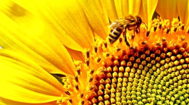 Büyük bir ayçiçeğinin üzerindeki küçük arı