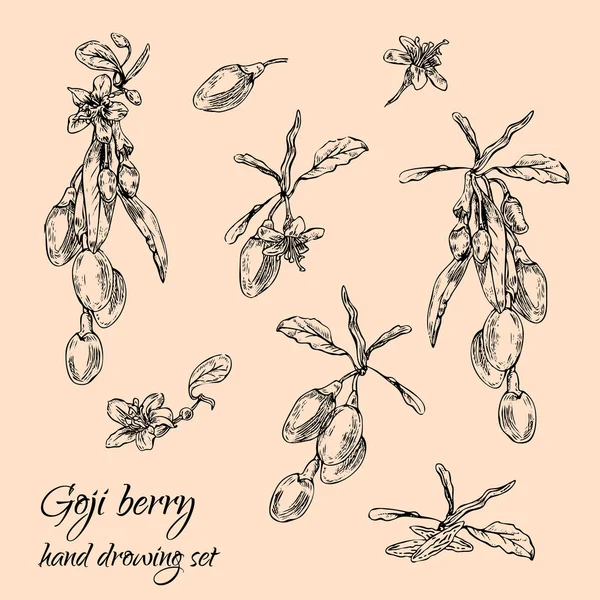 Goji berry set — Stockvector