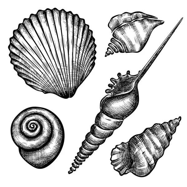 Conjunto de varias conchas marinas — Archivo Imágenes Vectoriales
