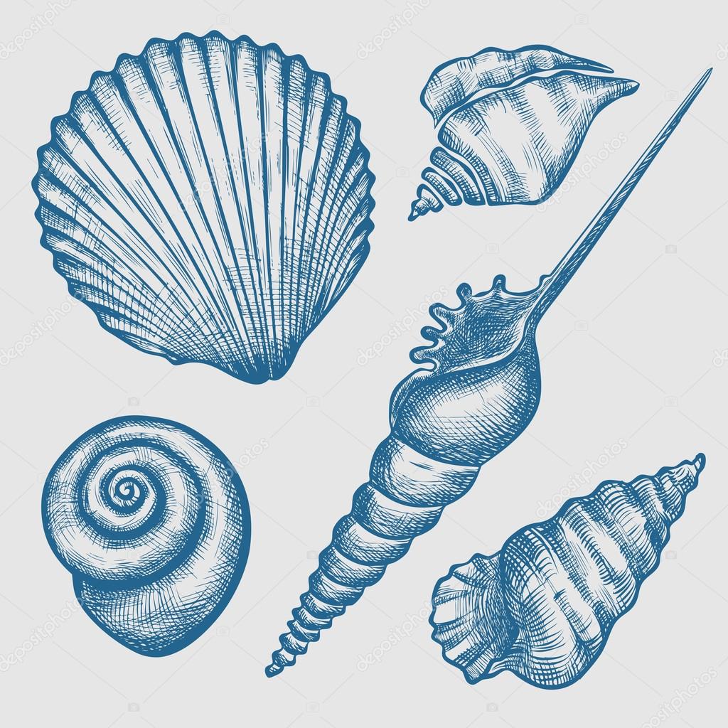 set of various seashells